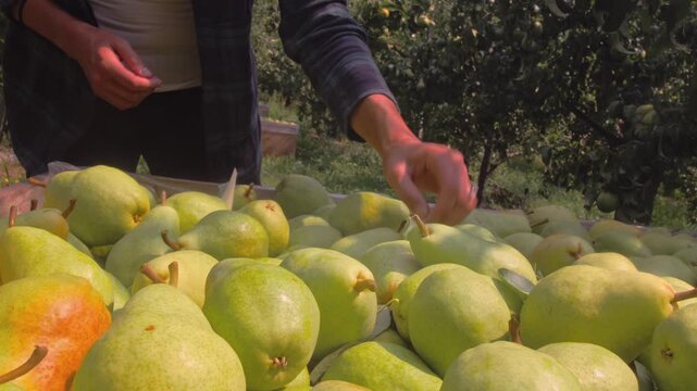 Medium close-up shot of a person selecting ripe green pears from a harvest bin in an orchard, with fruit trees filling the sunlit background.