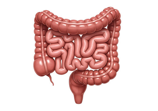 Human large intestine and small intestine isolated on a transparent background digestive system
