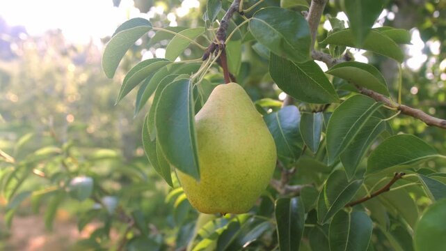 Tight close-up shot of a ripe green pear hanging on a tree as a gloved hand reaches in to pick it, with sunlit leaves and motion blur in the background.