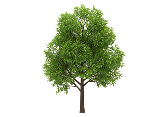 Green tree with brown trunk and branches isolated on a transparent background leaves