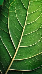Fototapeta premium Intricate and Detailed Leaf Vein Structure Captured in Natural Light Showcasing Botanical Beauty