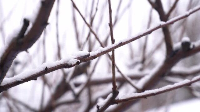 Cherry tree branches covered with a layer of white snow against a blurry background, depicting a chilly winter scene