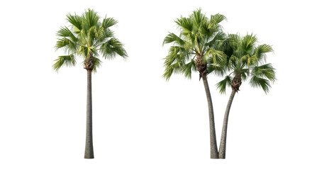 Fototapeta premium Majestic palm trees PNG isolated on transparent backdrop, tropical greenery for exotic landscapes and vacation vibes