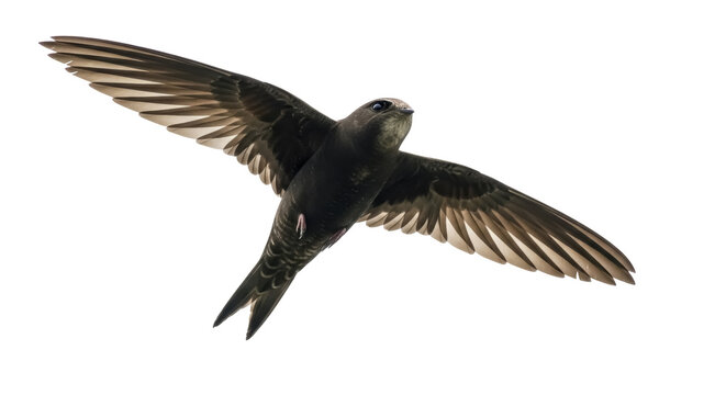 Chimney swift flying PNG isolated on transparent background, dark brown bird with long wings for nature and wildlife designs
