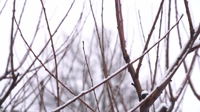 Deciduous tree branches standing bare and covered with white snow against a soft blurred background