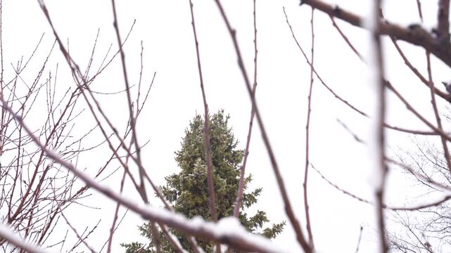 Bare branches of cherry tree covered lightly with snow, framing a green evergreen tree
