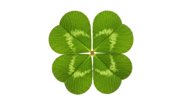 Four-leaf clover PNG isolated on transparent background, lucky charm symbol of St Patrick s Day and Irish culture, botanical element