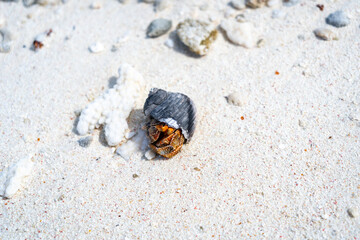 Hermit crab on a white sand beach in Maupiti, French Polynesia
