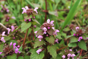 A bush of Lamium Maculatum flowers in the garden