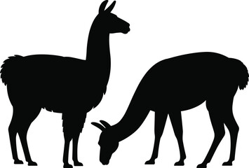 Obraz premium Alpaca silhouette illustration, llama animal profile, grazing and standing farm livestock, black vector shapes isolated on white background