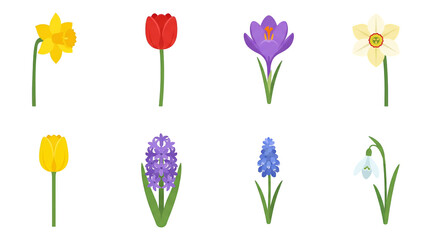 Obraz premium Spring flower illustration set including daffodil, tulip, crocus, hyacinth, snowdrop, and muscari isolated. Seasonal garden nature and floral design collection.