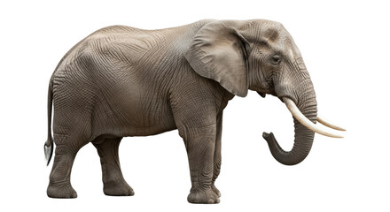 Obraz premium Majestic African elephant PNG isolated on transparent background, large mammal with tusks for wildlife and conservation projects