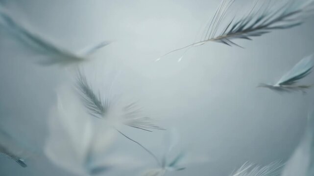 Delicate white feathers gracefully float and swirl in a serene, soft blue space. This ethereal scene evokes feelings of lightness, peace, and tranquility.
