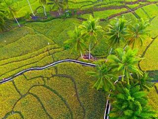 Beautiful morning view in Indonesia, panoramic landscape of rice fields with mountain ranges and clear sky