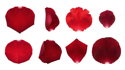 Red rose petal set including curved, flat, folded, and heart shaped variants isolated. Romantic floral collection for wedding and valentines day design.