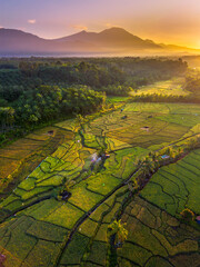 Beautiful morning view in Indonesia, panoramic landscape of rice fields with mountain ranges and clear sky