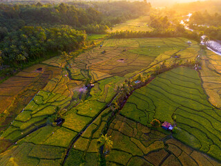 Beautiful morning view in Indonesia, panoramic landscape of rice fields with mountain ranges and clear sky