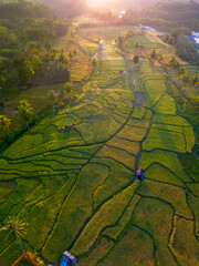 Beautiful morning view in Indonesia, panoramic landscape of rice fields with mountain ranges and clear sky