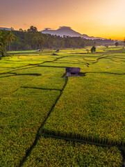 Beautiful morning view in Indonesia, panoramic landscape of rice fields with mountain ranges and clear sky