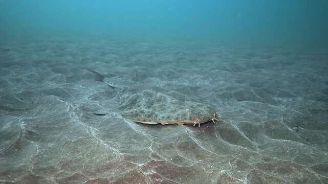 Angel shark swimming above the sand in the Canary Islands