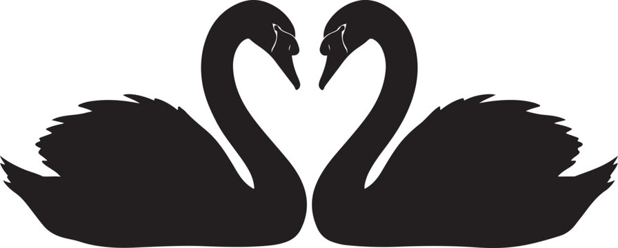Two black swans forming a heart shape together