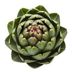 Whole globe artichoke, detailed view of green leaves and intricate center, isolated for healthy food or botanical concepts
