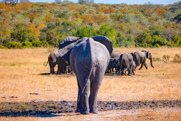 Rear view of African Elephant walking along african savannah with A group of elephant families go to the water's edge for a drink in the background - African elephants standing near lake in Kruger Nat © muratart