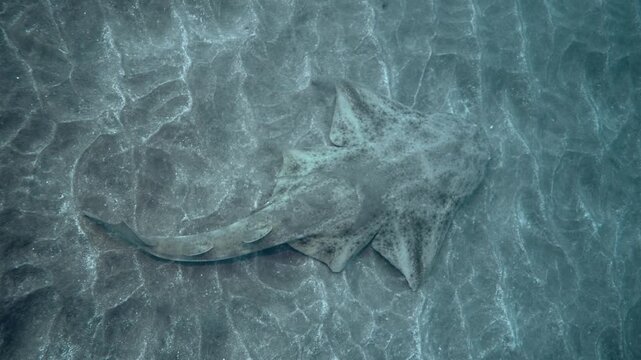 Angel shark swimming above the sand in the Canary Islands