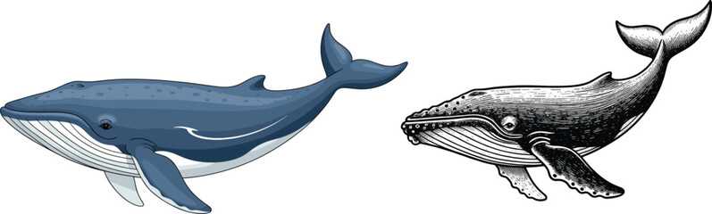 Whale illustration vector set. Colored and hand-drawn engraved whale designs. Marine mammal artwork for education, posters, branding, and ocean-themed graphic projects. © ALFINI