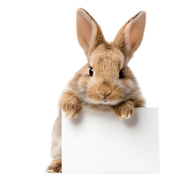 A baby rabbit holding a blank sign with its paws on transparent background