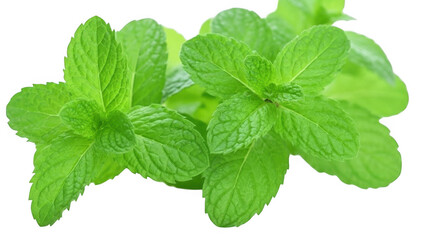 fresh mint isolated on white background