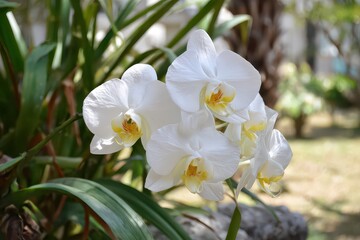 Obraz premium Close Up of White Orchid Flowers with Yellow Centers in Bright Sunlight among Green Leaves and Blurred Background in Outdoor Setting