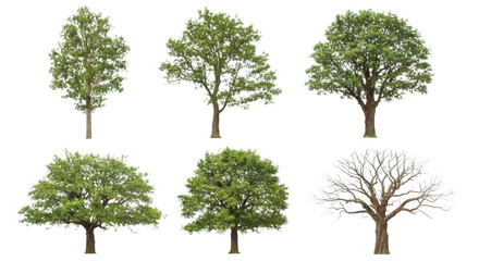 green tree isolated on white