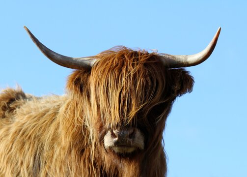 Highland cow