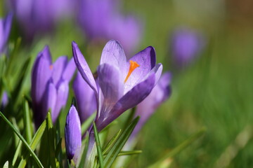 Crocuses 2