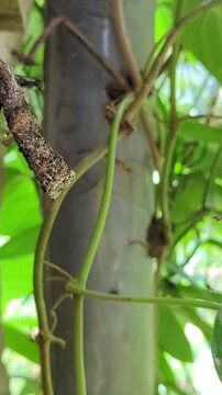 Indian stingless bees bringing pollen to a hive entrance, macro footage of dammar bee Hive Activity. ( etragonula iridipennis ) Known as The Indian stingless bee, dammar bee.