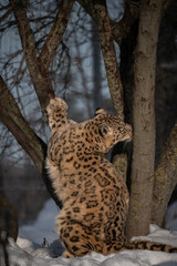 The snow leopard  (Uncia uncia) in zoo