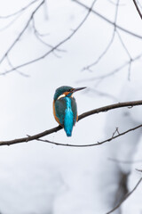 Kingfisher (Alcedo atthis) sitting