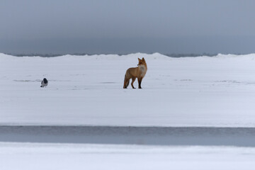 in winter red foxes search for dead or starving animals