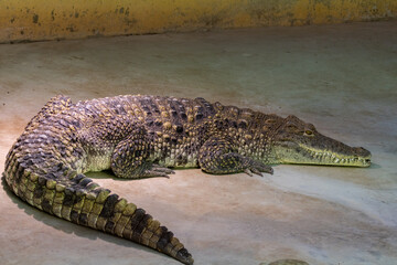 Cuban Crocodile (crocodylus rhombifer). Zoo photo