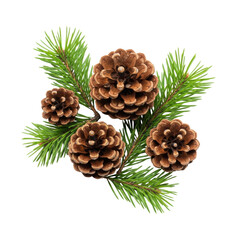 Fototapeta premium Three natural brown pine cones of various sizes with vibrant green pine needles intricately arranged on a transparent background, brightly lit with copy space. Festive winter holiday decoration