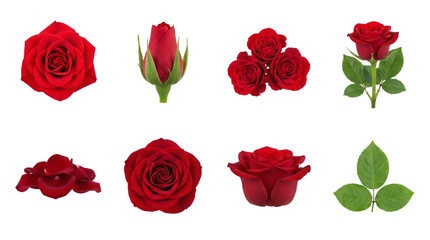 Fototapeta premium Red rose set including blooming flower, closed bud, petals, stems, and green leaves isolated. Floral collection for romantic wedding and gift design.