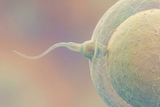 Sperm fertilizing an egg cell, initiating the process of conception and zygote formation, representing topics like ivf, pregnancy, and human reproduction at a cellular level