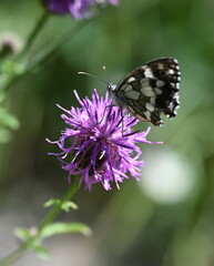 Fototapeta premium Schachbrettfalter
