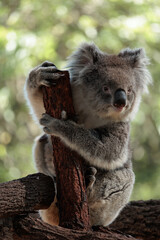 Obraz premium A koala is standing on a log and holding onto it with its paws
