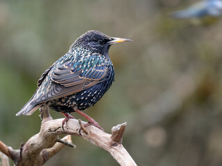 Star, Sturnus vulgaris