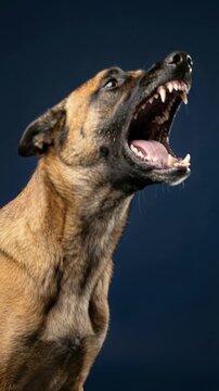 Aggressive Belgian Malinois dog barking and showing teeth against a blue background. Guard dog protection training and animal behavior. Close up of snarling shepherd with saliva