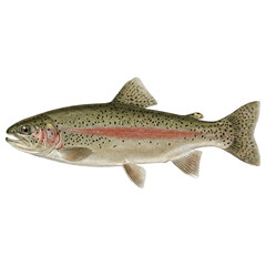 ニジマス 図鑑風イラスト