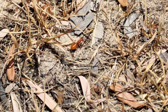 Red Honey Ant (Melophorus bagoti) queen looking for nesting site, South Australia