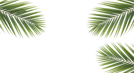 Obraz premium Palm leaves on transparent background with copy space isolated on transparent background